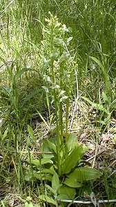 Platanthera chlorantha (Orchidaceae)  - Platanthère à fleurs verdâtres, Orchis vert, Orchis verdâtre, Plalatanthère des montagnes, Platanthère verdâtre - Greater Butterfly-orchid Nord [France] 24/05/2001