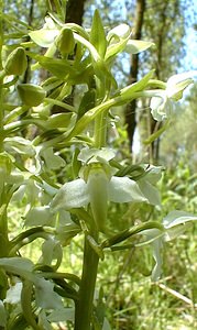 Platanthera chlorantha (Orchidaceae)  - Platanthère à fleurs verdâtres, Orchis vert, Orchis verdâtre, Plalatanthère des montagnes, Platanthère verdâtre - Greater Butterfly-orchid Nord [France] 24/05/2001