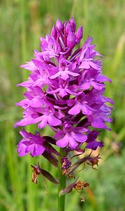 Anacamptis pyramidalis (Orchidaceae)  - Orchis pyramidal - Pyramidal Orchid Aisne [France] 15/06/2001 - 120m