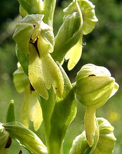 Coeloglossum viride (Orchidaceae)  - Coeloglosse vert, Orchis grenouille, Dactylorhize vert, Orchis vert - Frog Orchid Nord [France] 23/06/2001 - 220m