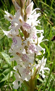 Dactylorhiza fuchsii (Orchidaceae)  - Dactylorhize de Fuchs, Orchis de Fuchs, Orchis tacheté des bois, Orchis de Meyer, Orchis des bois - Common Spotted-orchid Marne [France] 16/06/2001 - 200m