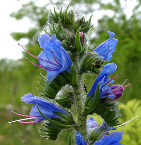 Echium vulgare (Boraginaceae)  - Vipérine commune, Vipérine vulgaire - Viper's Bugloss Oise [France] 15/06/2001 - 70m
