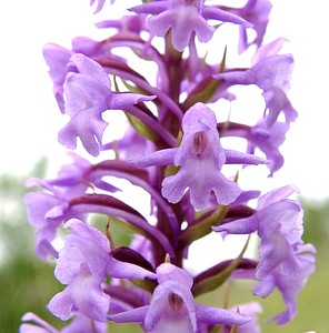 Gymnadenia conopsea (Orchidaceae)  - Gymnadénie moucheron, Orchis moucheron, Orchis moustique - Fragrant Orchid Aisne [France] 15/06/2001 - 100m