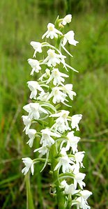 Gymnadenia conopsea (Orchidaceae)  - Gymnadénie moucheron, Orchis moucheron, Orchis moustique - Fragrant Orchid Aisne [France] 15/06/2001 - 120m