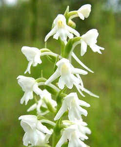 Gymnadenia conopsea (Orchidaceae)  - Gymnadénie moucheron, Orchis moucheron, Orchis moustique - Fragrant Orchid Aisne [France] 15/06/2001 - 120m