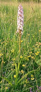 Gymnadenia conopsea (Orchidaceae)  - Gymnadénie moucheron, Orchis moucheron, Orchis moustique - Fragrant Orchid Aisne [France] 15/06/2001 - 120m