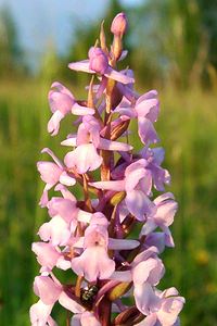 Gymnadenia conopsea (Orchidaceae)  - Gymnadénie moucheron, Orchis moucheron, Orchis moustique - Fragrant Orchid Aisne [France] 15/06/2001 - 120m