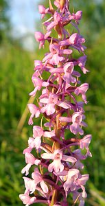 Gymnadenia conopsea (Orchidaceae)  - Gymnadénie moucheron, Orchis moucheron, Orchis moustique - Fragrant Orchid Aisne [France] 15/06/2001 - 120m