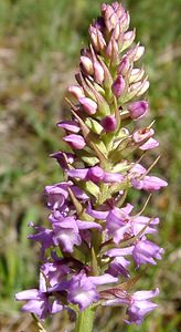 Gymnadenia odoratissima (Orchidaceae)  - Gymnadénie très odorante, Orchis très odorant, Gymnadénie odorante, Orchis odorant Marne [France] 16/06/2001 - 200m