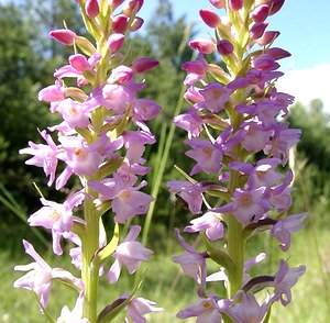 Gymnadenia odoratissima (Orchidaceae)  - Gymnadénie très odorante, Orchis très odorant, Gymnadénie odorante, Orchis odorant Marne [France] 16/06/2001 - 200m