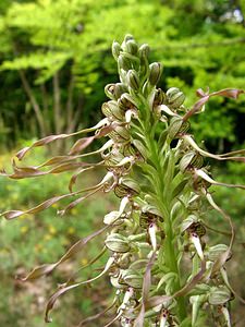 Himantoglossum hircinum (Orchidaceae)  - Himantoglosse bouc, Orchis bouc, Himantoglosse à odeur de bouc - Lizard Orchid Oise [France] 15/06/2001 - 70m