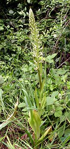 Himantoglossum hircinum (Orchidaceae)  - Himantoglosse bouc, Orchis bouc, Himantoglosse à odeur de bouc - Lizard Orchid Oise [France] 15/06/2001 - 70m