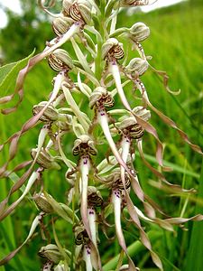 Himantoglossum hircinum (Orchidaceae)  - Himantoglosse bouc, Orchis bouc, Himantoglosse à odeur de bouc - Lizard Orchid Oise [France] 15/06/2001 - 130m