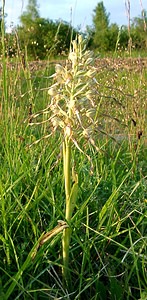 Himantoglossum hircinum (Orchidaceae)  - Himantoglosse bouc, Orchis bouc, Himantoglosse à odeur de bouc - Lizard Orchid Aisne [France] 15/06/2001 - 120m