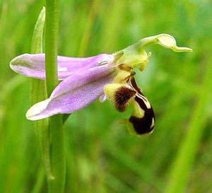 Ophrys apifera (Orchidaceae)  - Ophrys abeille - Bee Orchid Oise [France] 15/06/2001 - 130m