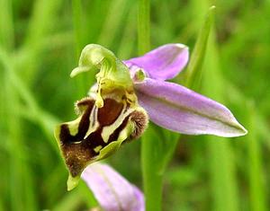 Ophrys apifera (Orchidaceae)  - Ophrys abeille - Bee Orchid Oise [France] 15/06/2001 - 130m