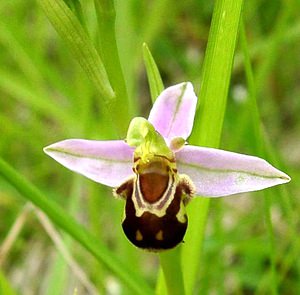 Ophrys apifera (Orchidaceae)  - Ophrys abeille - Bee Orchid Oise [France] 15/06/2001 - 130m