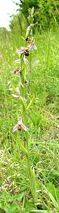Ophrys apifera (Orchidaceae)  - Ophrys abeille - Bee Orchid Oise [France] 15/06/2001 - 130m
