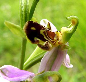 Ophrys apifera (Orchidaceae)  - Ophrys abeille - Bee Orchid Oise [France] 15/06/2001 - 130m