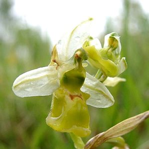 Ophrys fuciflora (Orchidaceae)  - Ophrys bourdon, Ophrys frelon - Late Spider-orchid Aisne [France] 15/06/2001 - 120m