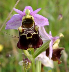 Ophrys fuciflora (Orchidaceae)  - Ophrys bourdon, Ophrys frelon - Late Spider-orchid Aisne [France] 15/06/2001 - 120m