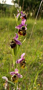 Ophrys fuciflora (Orchidaceae)  - Ophrys bourdon, Ophrys frelon - Late Spider-orchid Aisne [France] 15/06/2001 - 120m