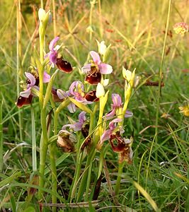 Ophrys fuciflora (Orchidaceae)  - Ophrys bourdon, Ophrys frelon - Late Spider-orchid Aisne [France] 15/06/2001 - 120m