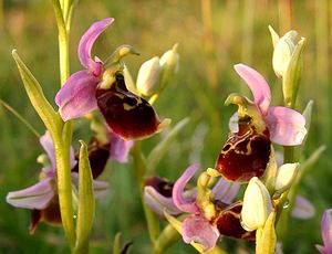 Ophrys fuciflora (Orchidaceae)  - Ophrys bourdon, Ophrys frelon - Late Spider-orchid Aisne [France] 15/06/2001 - 120m