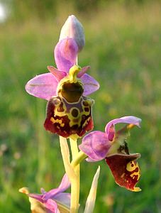Ophrys fuciflora (Orchidaceae)  - Ophrys bourdon, Ophrys frelon - Late Spider-orchid Aisne [France] 15/06/2001 - 120m