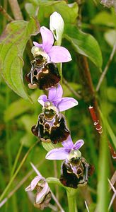 Ophrys fuciflora (Orchidaceae)  - Ophrys bourdon, Ophrys frelon - Late Spider-orchid Aisne [France] 16/06/2001 - 120m