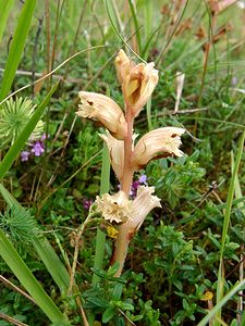 Orobanche alba (Orobanchaceae)  - Orobanche blanche, Orobanche du thym - Thyme Broomrape Aisne [France] 15/06/2001 - 120m