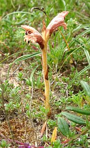 Orobanche teucrii (Orobanchaceae)  - Orobanche de la germandrée Oise [France] 15/06/2001 - 100m