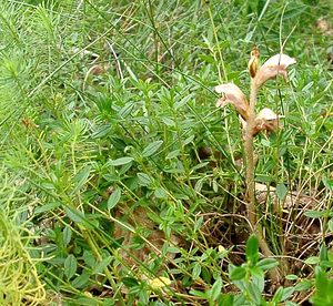 Orobanche teucrii (Orobanchaceae)  - Orobanche de la germandrée Oise [France] 15/06/2001 - 70m