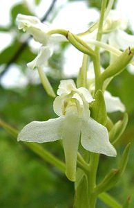 Platanthera bifolia (Orchidaceae)  - Platanthère à deux feuilles, Platanthère à fleurs blanches - Lesser Butterfly-orchid Oise [France] 15/06/2001 - 130m