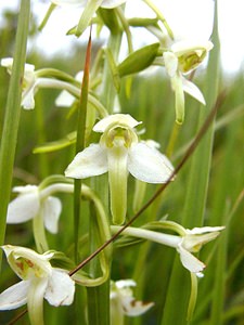 Platanthera bifolia (Orchidaceae)  - Platanthère à deux feuilles, Platanthère à fleurs blanches - Lesser Butterfly-orchid Oise [France] 15/06/2001 - 130m