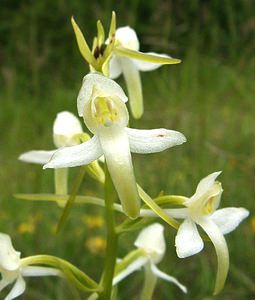 Platanthera bifolia (Orchidaceae)  - Platanthère à deux feuilles, Platanthère à fleurs blanches - Lesser Butterfly-orchid Aisne [France] 15/06/2001 - 100m
