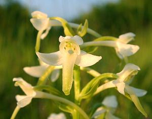 Platanthera bifolia (Orchidaceae)  - Platanthère à deux feuilles, Platanthère à fleurs blanches - Lesser Butterfly-orchid Aisne [France] 15/06/2001 - 120m