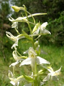 Platanthera bifolia (Orchidaceae)  - Platanthère à deux feuilles, Platanthère à fleurs blanches - Lesser Butterfly-orchid Marne [France] 16/06/2001 - 200m