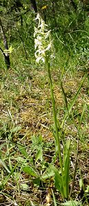 Platanthera bifolia (Orchidaceae)  - Platanthère à deux feuilles, Platanthère à fleurs blanches - Lesser Butterfly-orchid Marne [France] 16/06/2001 - 200m