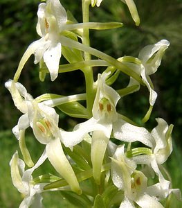 Platanthera bifolia (Orchidaceae)  - Platanthère à deux feuilles, Platanthère à fleurs blanches - Lesser Butterfly-orchid Marne [France] 16/06/2001 - 200m