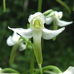 Platanthera bifolia (Orchidaceae)  - Platanthère à deux feuilles, Platanthère à fleurs blanches - Lesser Butterfly-orchid Nord [France] 23/06/2001 - 220m