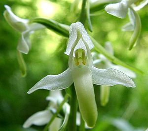 Platanthera bifolia (Orchidaceae)  - Platanthère à deux feuilles, Platanthère à fleurs blanches - Lesser Butterfly-orchid Nord [France] 23/06/2001 - 220m