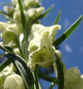 Aconitum lycoctonum subsp. vulparia (Ranunculaceae)  - Coqueluchon jaune  [France] 22/07/2001 - 2060m