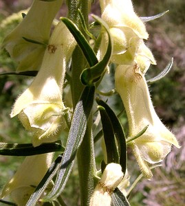Aconitum lycoctonum subsp. vulparia (Ranunculaceae)  - Coqueluchon jaune  [France] 22/07/2001 - 2060m