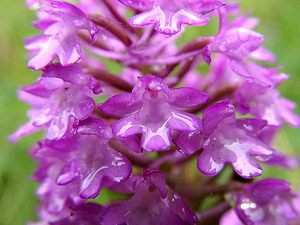 Anacamptis pyramidalis (Orchidaceae)  - Orchis pyramidal - Pyramidal Orchid Aisne [France] 07/07/2001 - 130m