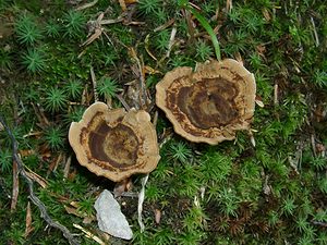 Coltricia perennis (Coltriciaceae)  - Polypore vivace - Tiger's Eye Haute-Garonne [France] 27/07/2001 - 1400m