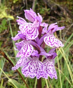 Dactylorhiza maculata (Orchidaceae)  - Dactylorhize maculé, Orchis tacheté, Orchis maculé - Heath Spotted-orchid Pyrenees-Orientales [France] 19/07/2001 - 1590m