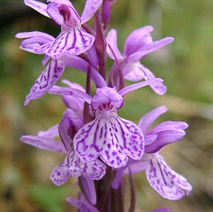 Dactylorhiza maculata (Orchidaceae)  - Dactylorhize maculé, Orchis tacheté, Orchis maculé - Heath Spotted-orchid Pyrenees-Orientales [France] 19/07/2001 - 1590m