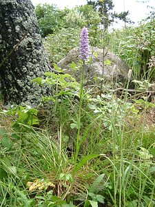 Dactylorhiza maculata (Orchidaceae)  - Dactylorhize maculé, Orchis tacheté, Orchis maculé - Heath Spotted-orchid Pyrenees-Orientales [France] 19/07/2001 - 1590m