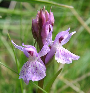 Dactylorhiza maculata (Orchidaceae)  - Dactylorhize maculé, Orchis tacheté, Orchis maculé - Heath Spotted-orchid Pyrenees-Orientales [France] 20/07/2001 - 1650m